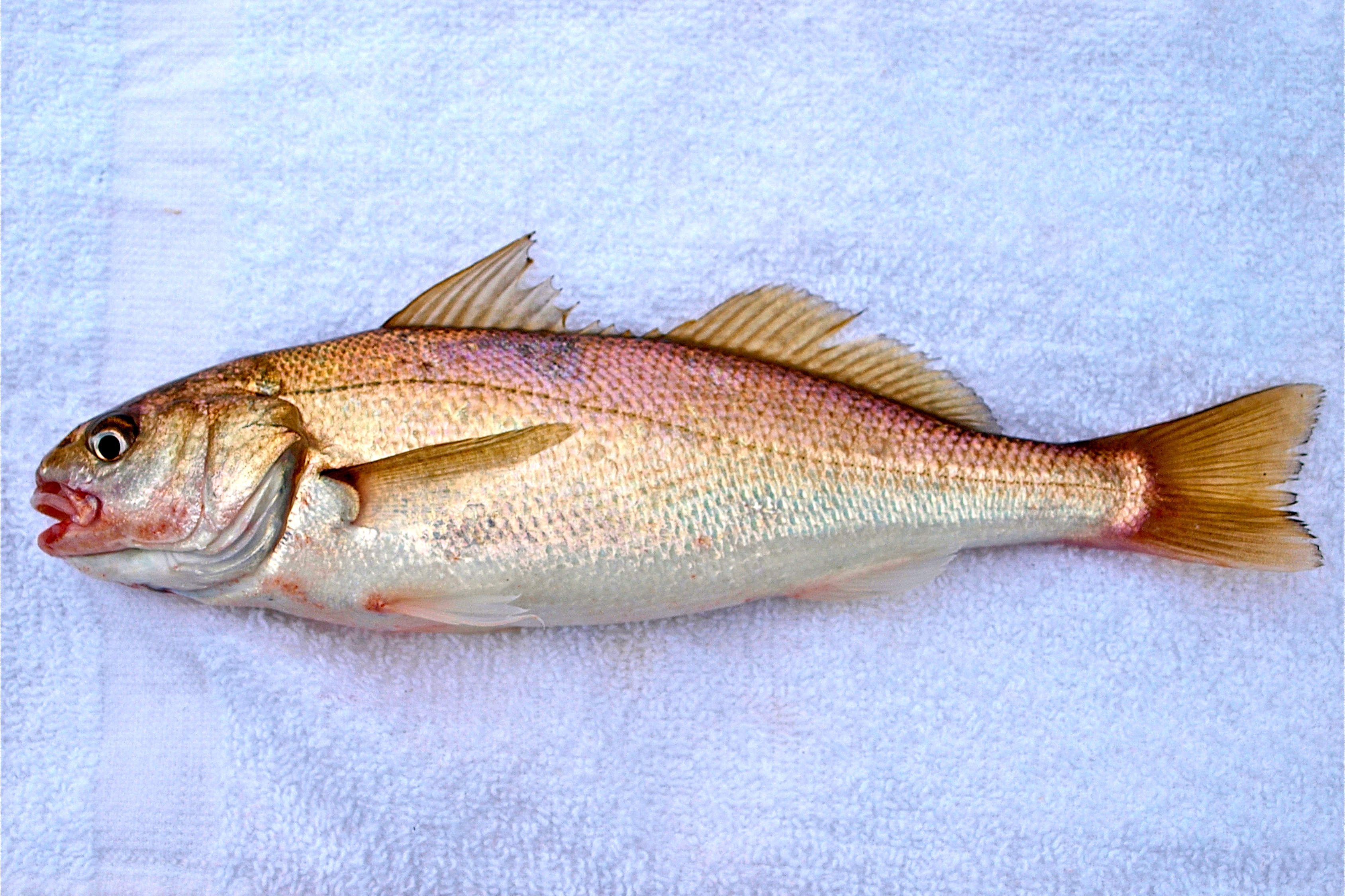 White Croaker - Pier Fishing in California