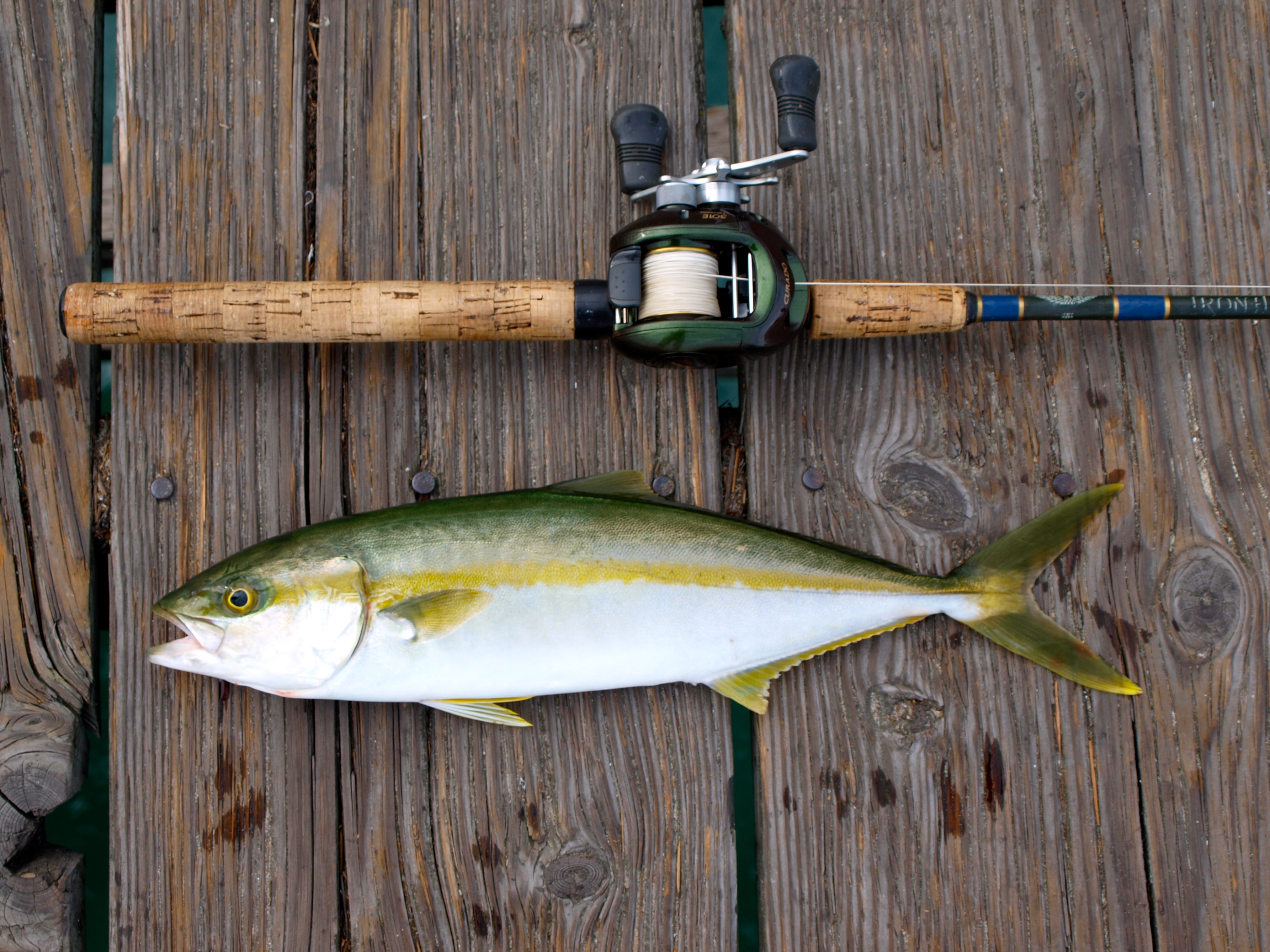 California Yellowtail - Pier Fishing in California