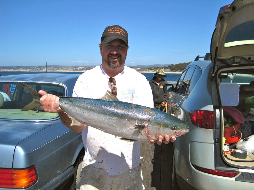 California Yellowtail Pier Fishing in California