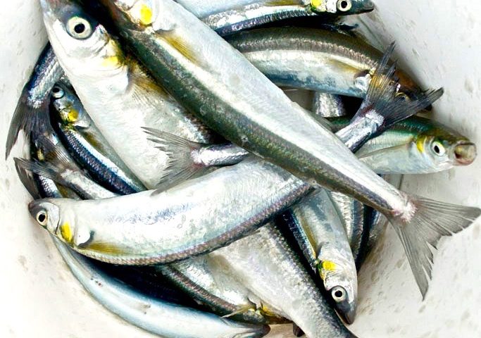 Jacksmelt - Pier Fishing in California