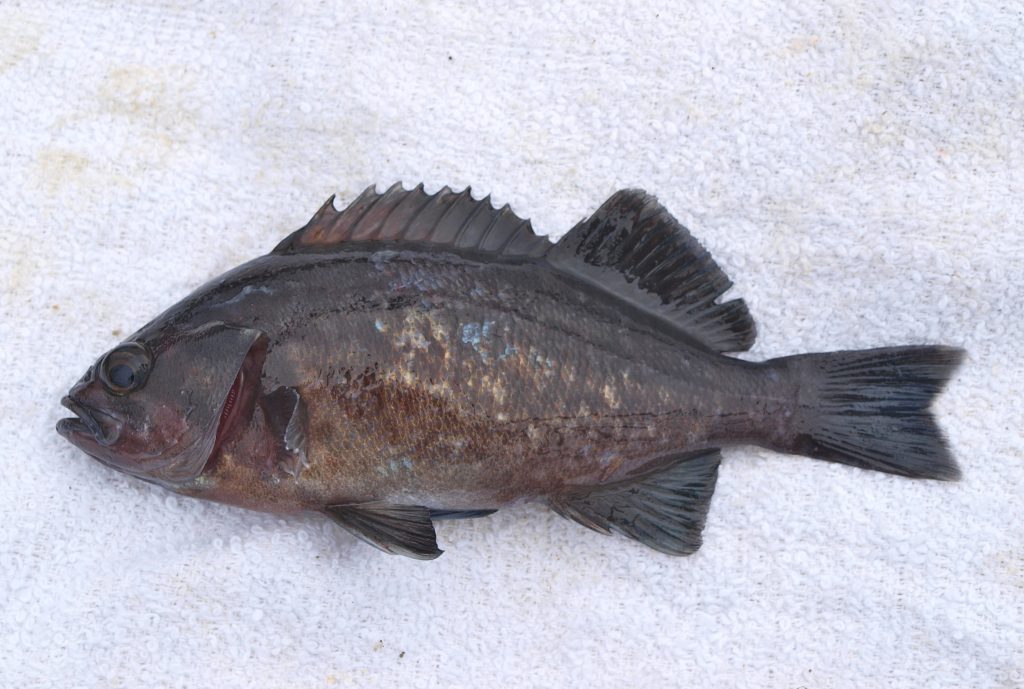 Blue Rockfish Pier Fishing in California