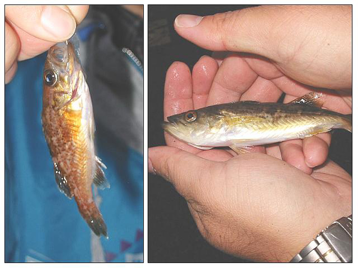 Port San Luis Pier (Harford Pier) — Avila Beach - Page 2 of 2 - Pier Fishing  in California