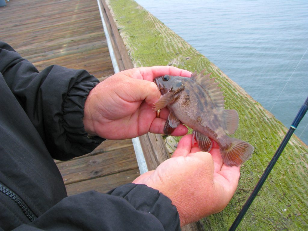 Brown Rockfish Pier Fishing in California