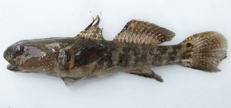 Chameleon.goby_San.Antonio.Pier_2012 - Pier Fishing in California