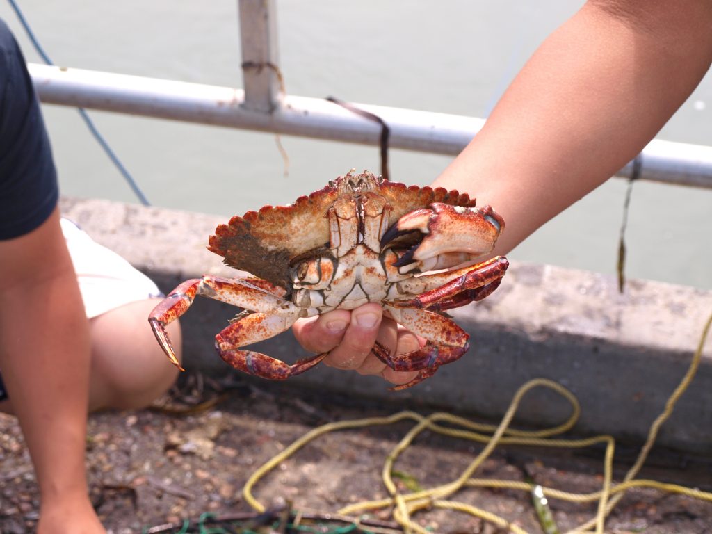 Red Crab aka Red Rock Crab Pier Fishing in California