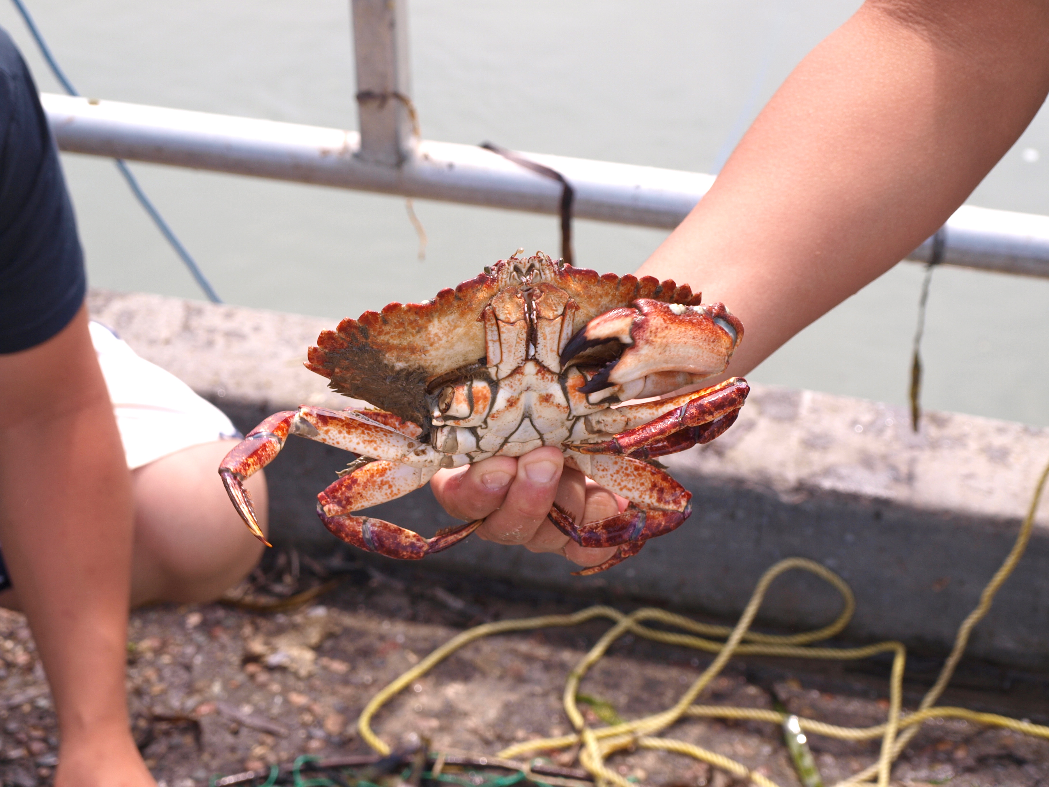 Red Crab aka Red Rock Crab - Pier Fishing in California