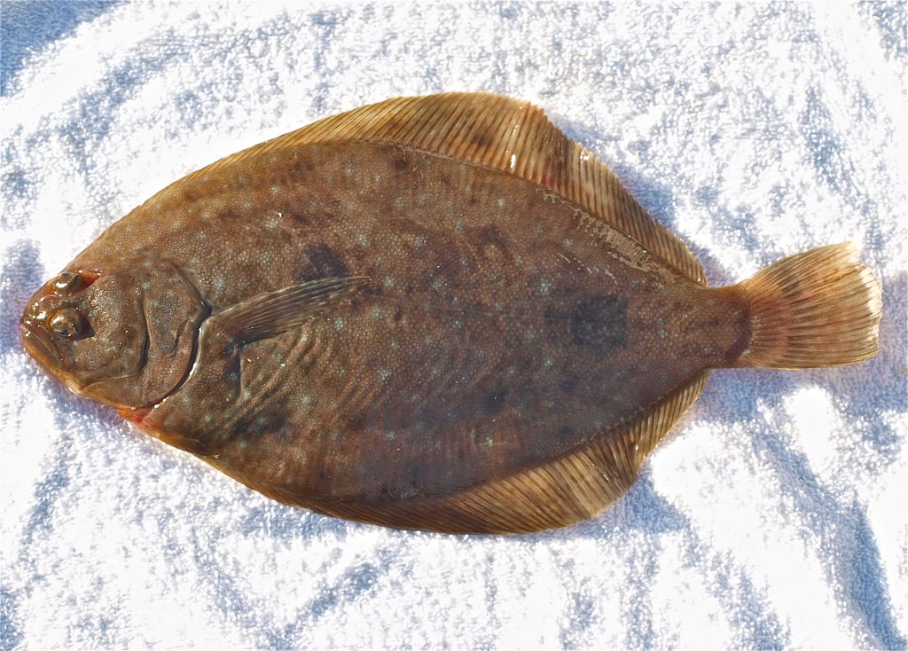 Fantail Sole Pier Fishing in California
