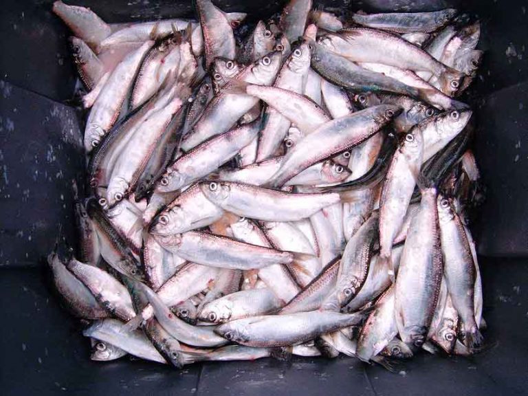 Pacific Herring Pier Fishing in California