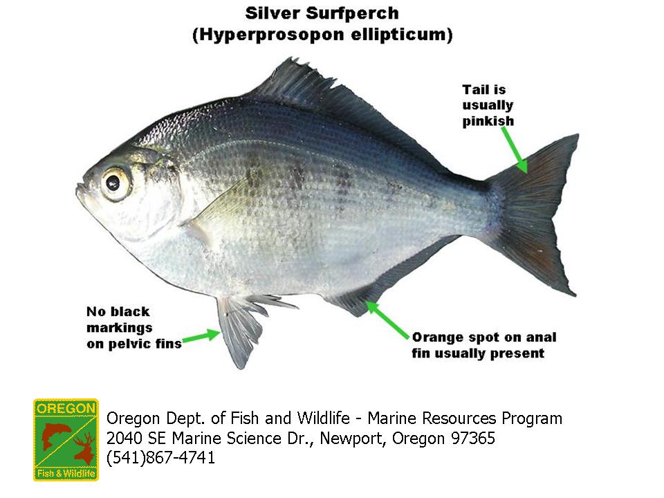 Silver Surfperch - Pier Fishing in California