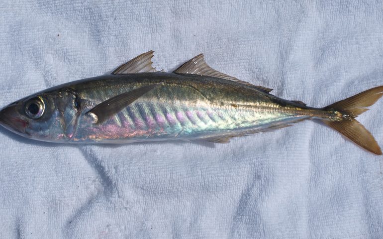 Jack Mackerel - Pier Fishing in California