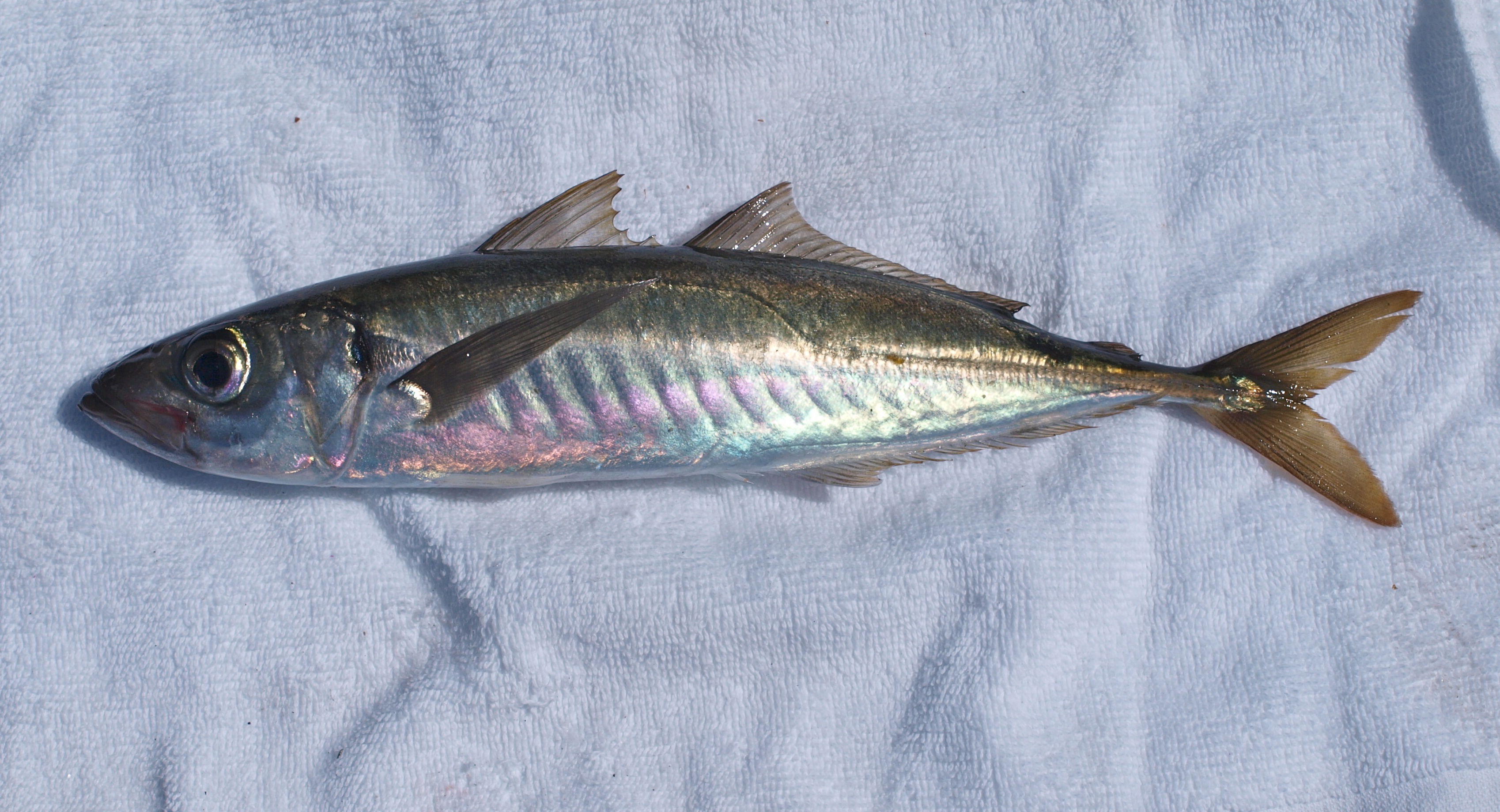 Jack Mackerel - Pier Fishing in California