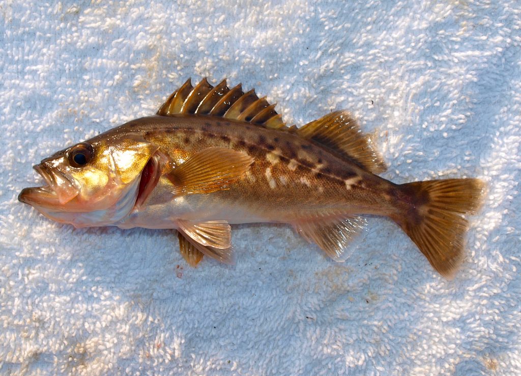Calico Rockfish