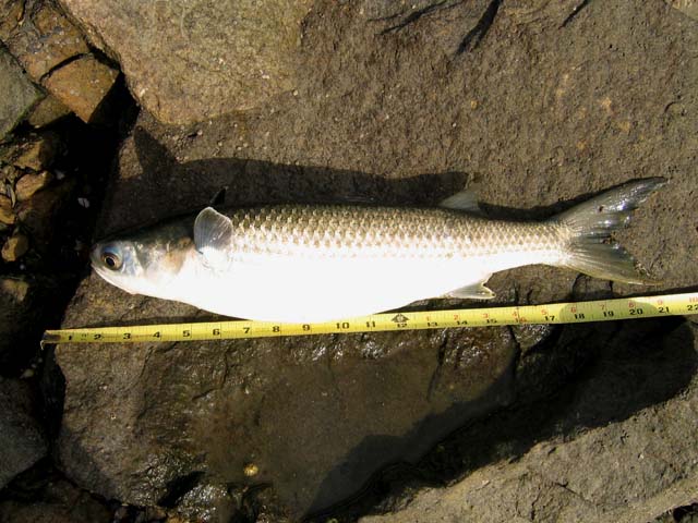 Striped Mullet - Pier Fishing in California