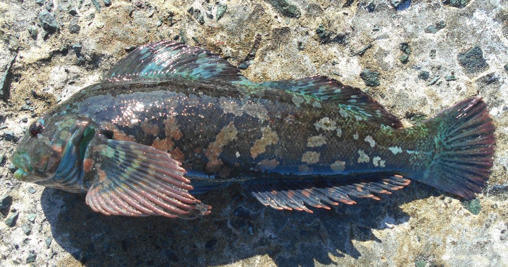 Rock Greenling Pier Fishing in California