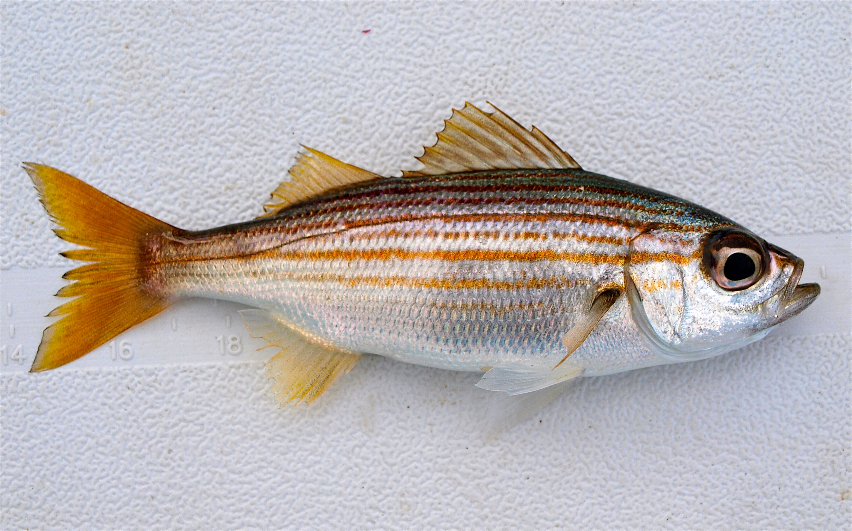 Salema - Pier Fishing in California