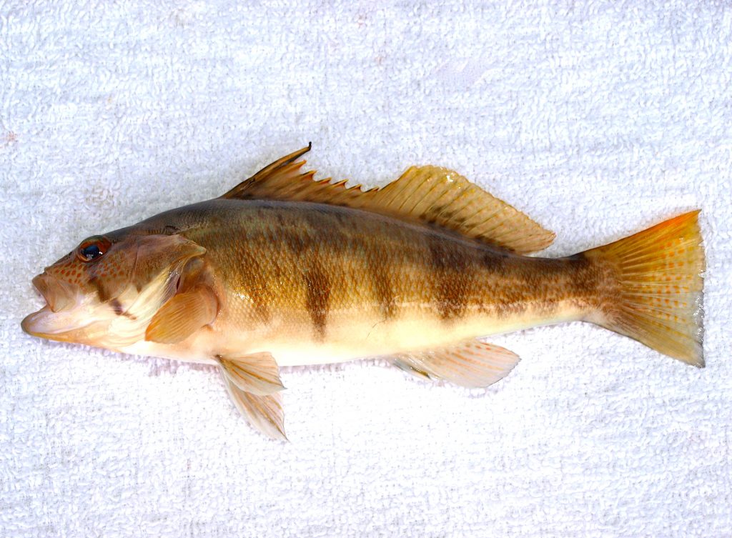 Barred Sand Bass Pier Fishing in California