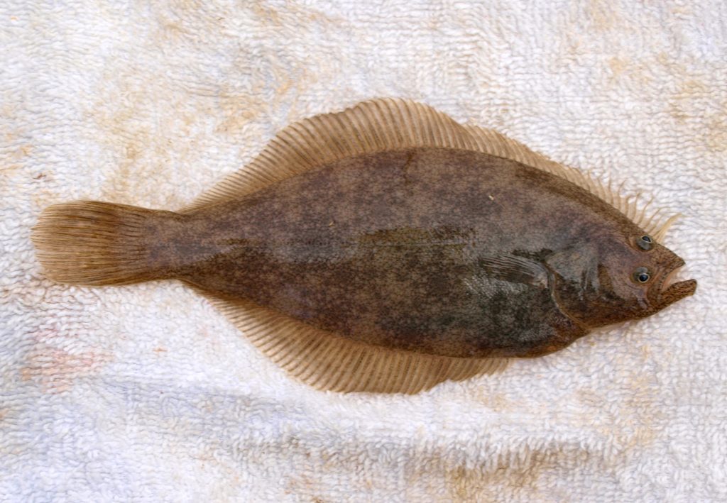 OLYMPUS DIGITAL CAMERA Pier Fishing in California