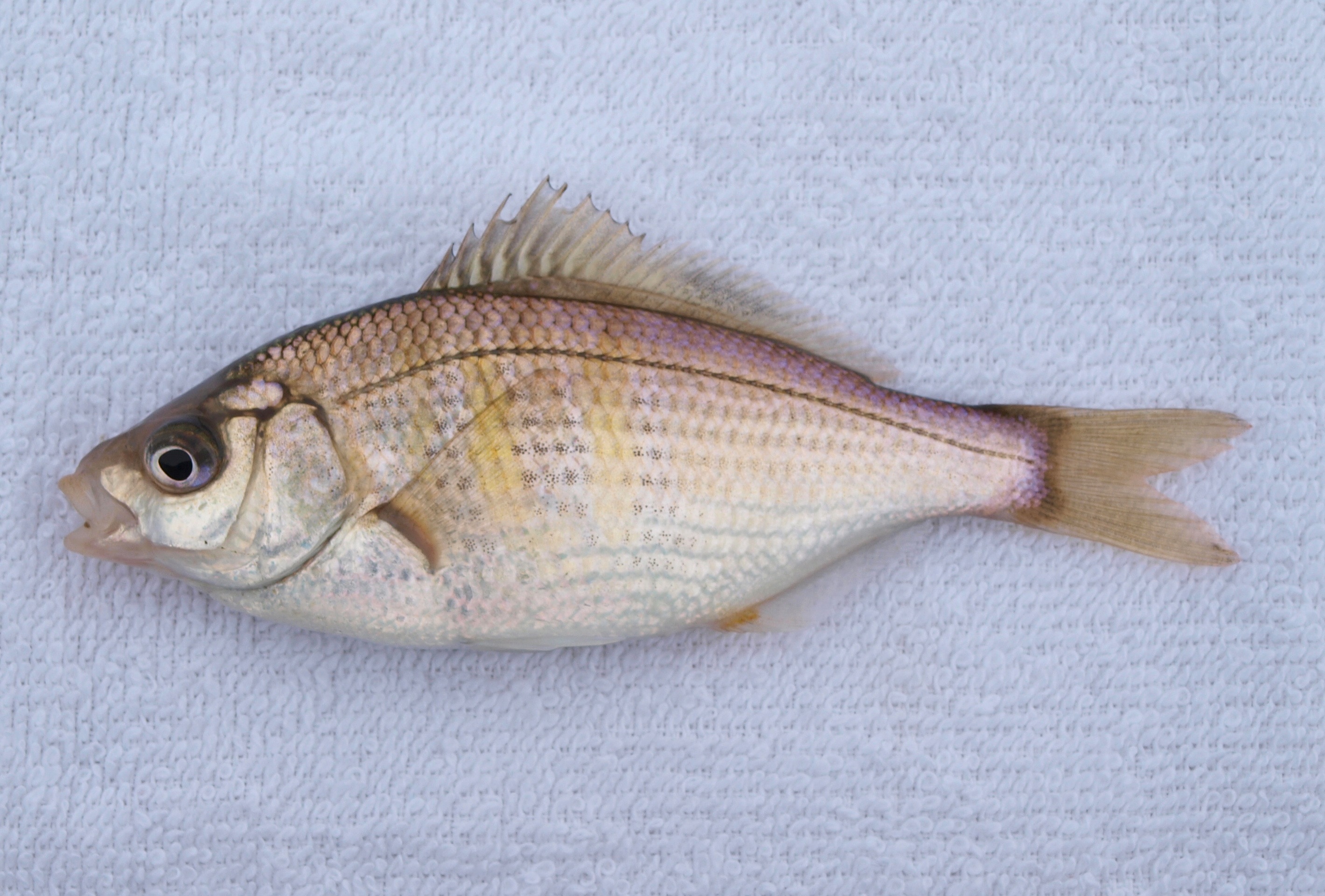 Shiner Perch - Pier Fishing in California