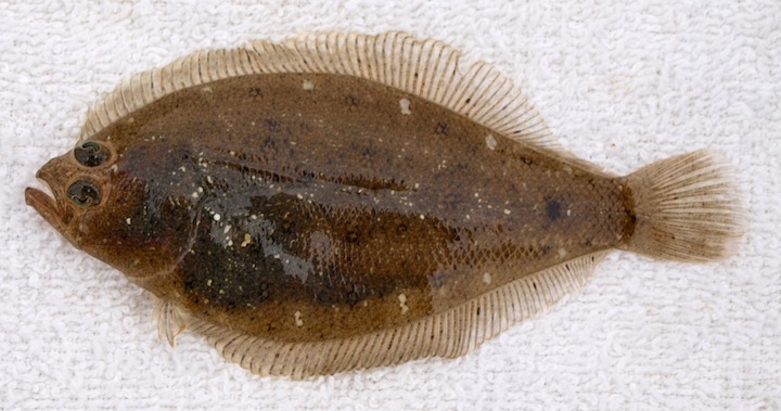 Longfin Sanddab - Pier Fishing in California