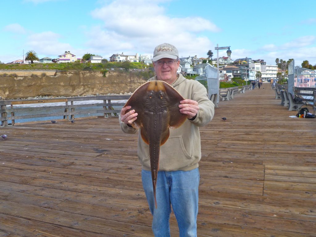 Thornback Ray Rigs Thornback Ray - Pier Fishing in California