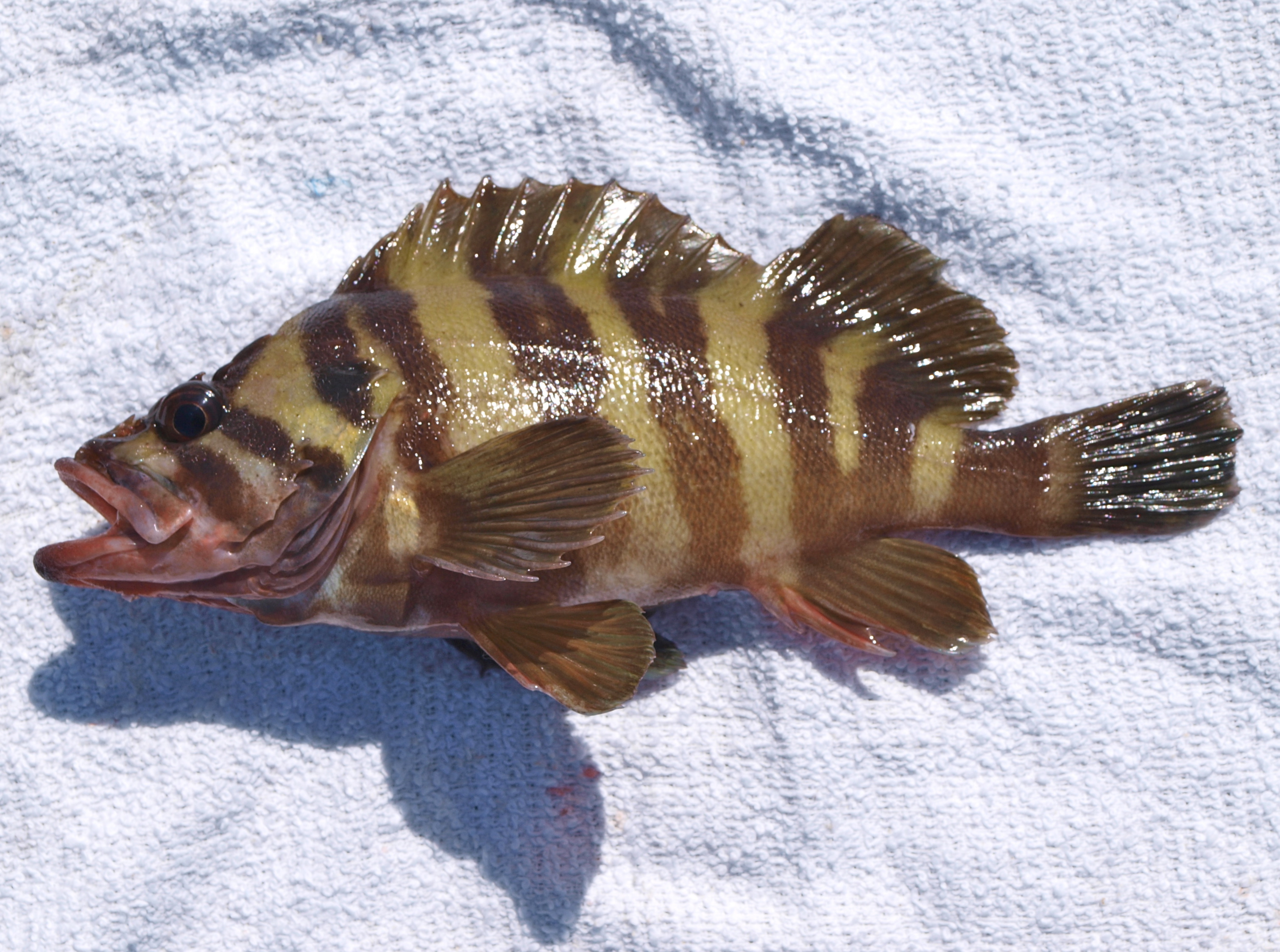 Treefish - Pier Fishing in California