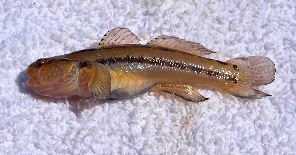 Chameleon Goby - Pier Fishing in California