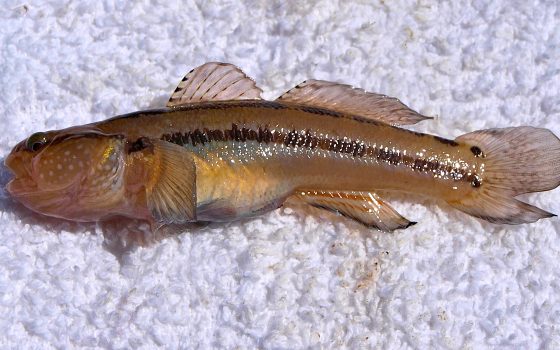 Chameleon Goby - Pier Fishing in California