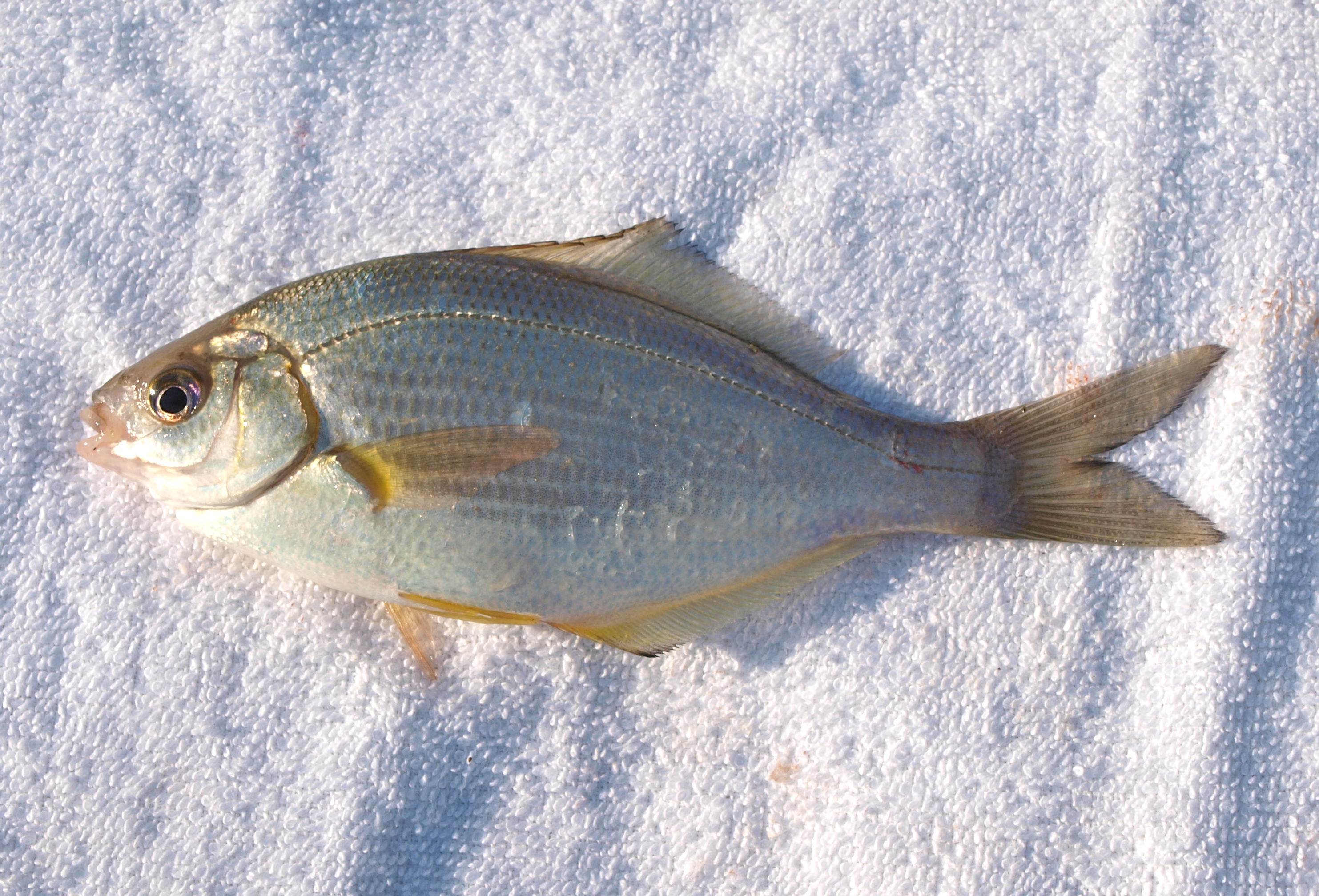 White Seaperch - Pier Fishing in California