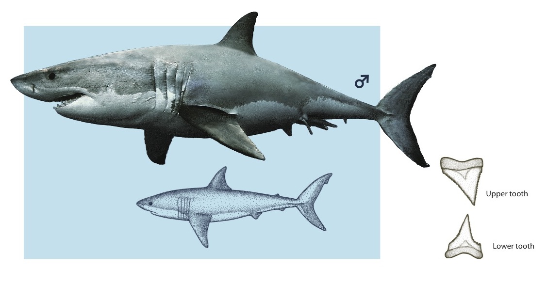 Great White Shark - Pier Fishing in California