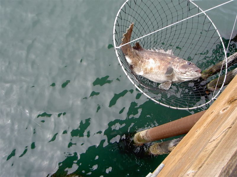 BSB_Malibu_2009_1.14_release - Pier Fishing in California