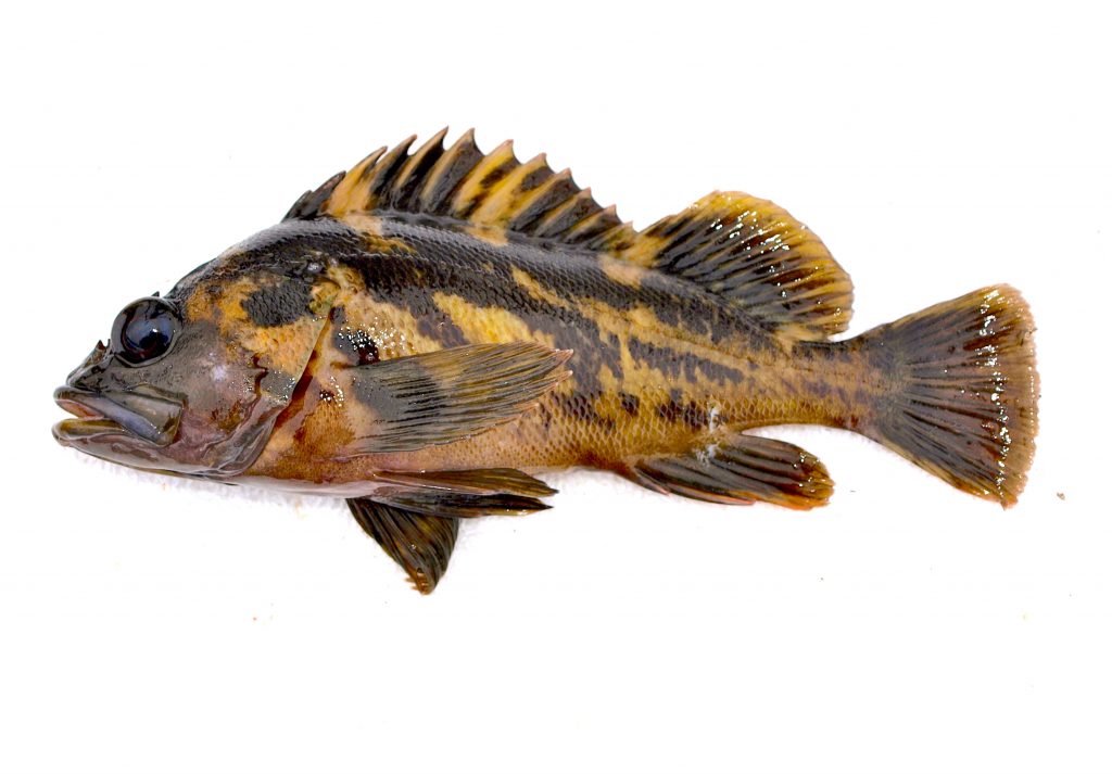 Black & Yellow Rockfish Pier Fishing in California