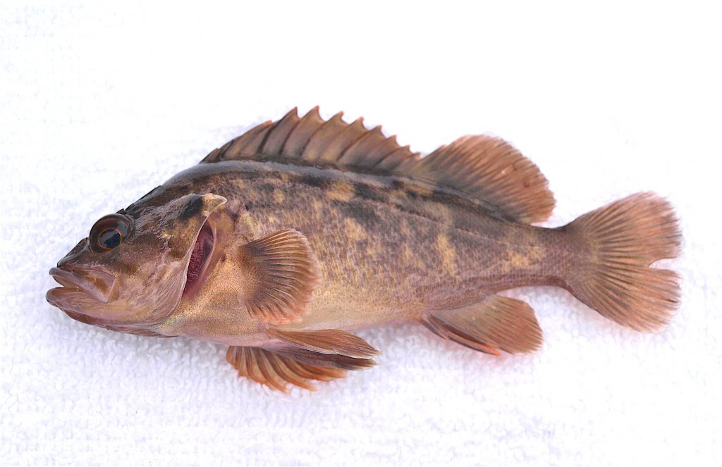 Morro Bay South TPier Pier Fishing in California