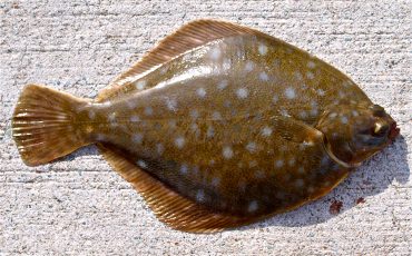 https://www.pierfishing.com/wp-content/uploads/2018/01/Diamond.Turbot_SIP_2015_2-370x230.jpg