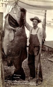 Giant (Black) Sea Bass - Pier Fishing in California