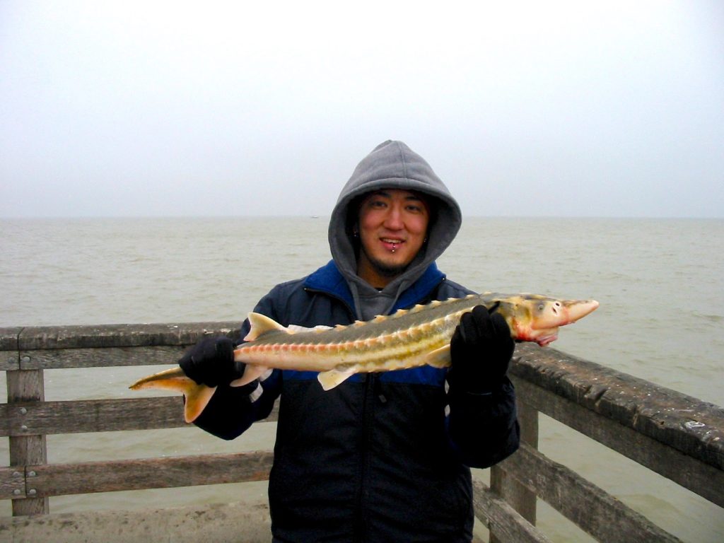 Green Sturgeon Pier Fishing in California