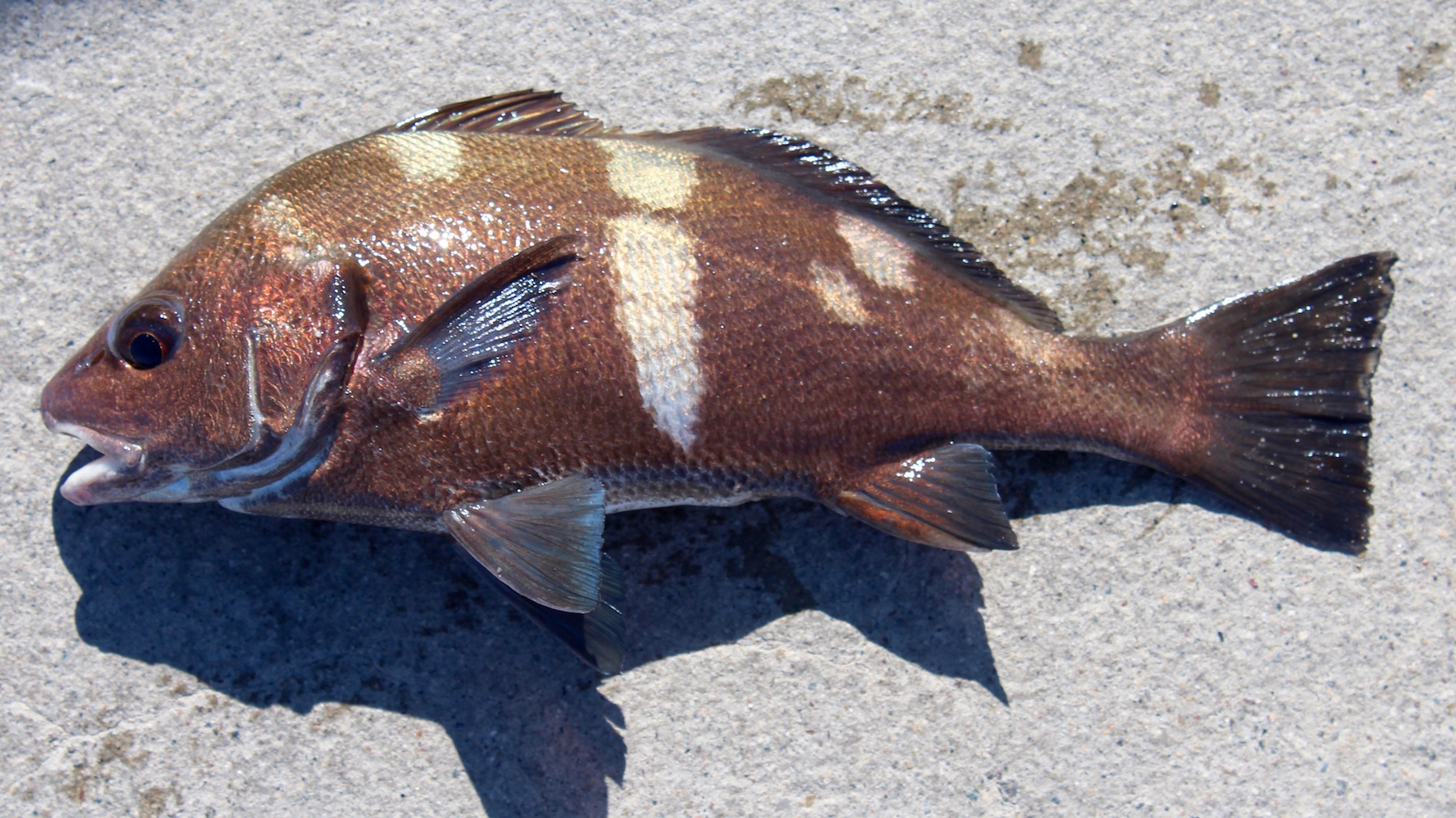 yacht club fishing pier