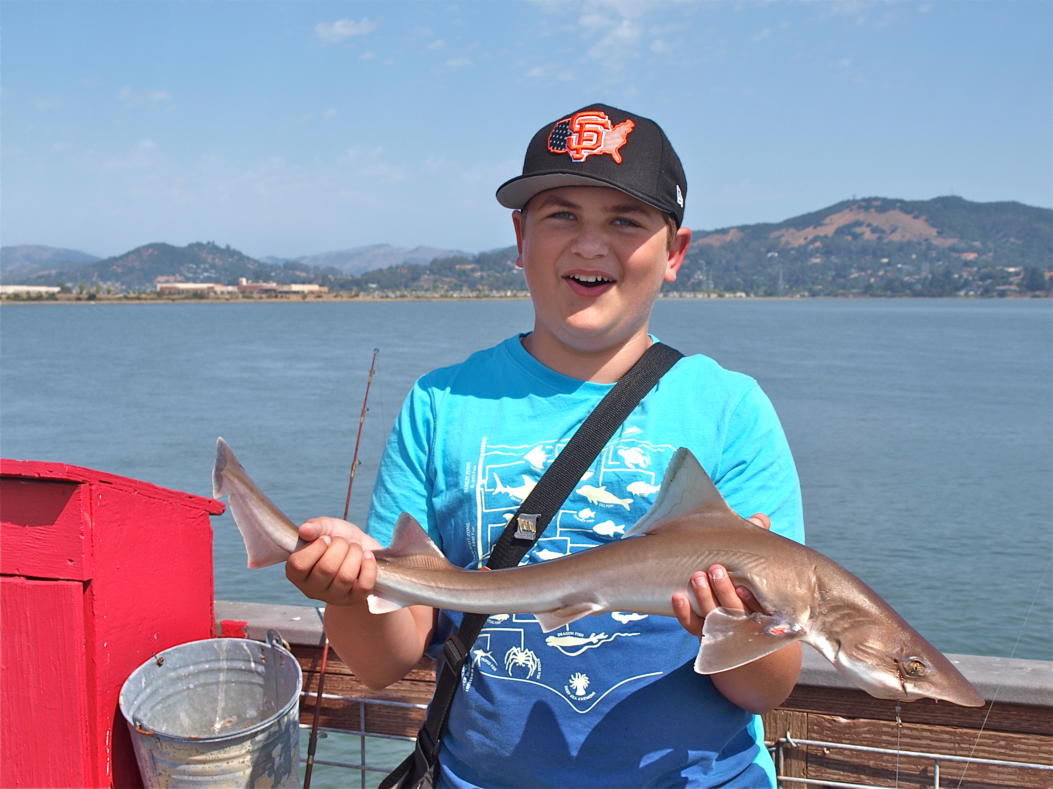 B.Smoothhound_MRG_2015_8_1X.jpg