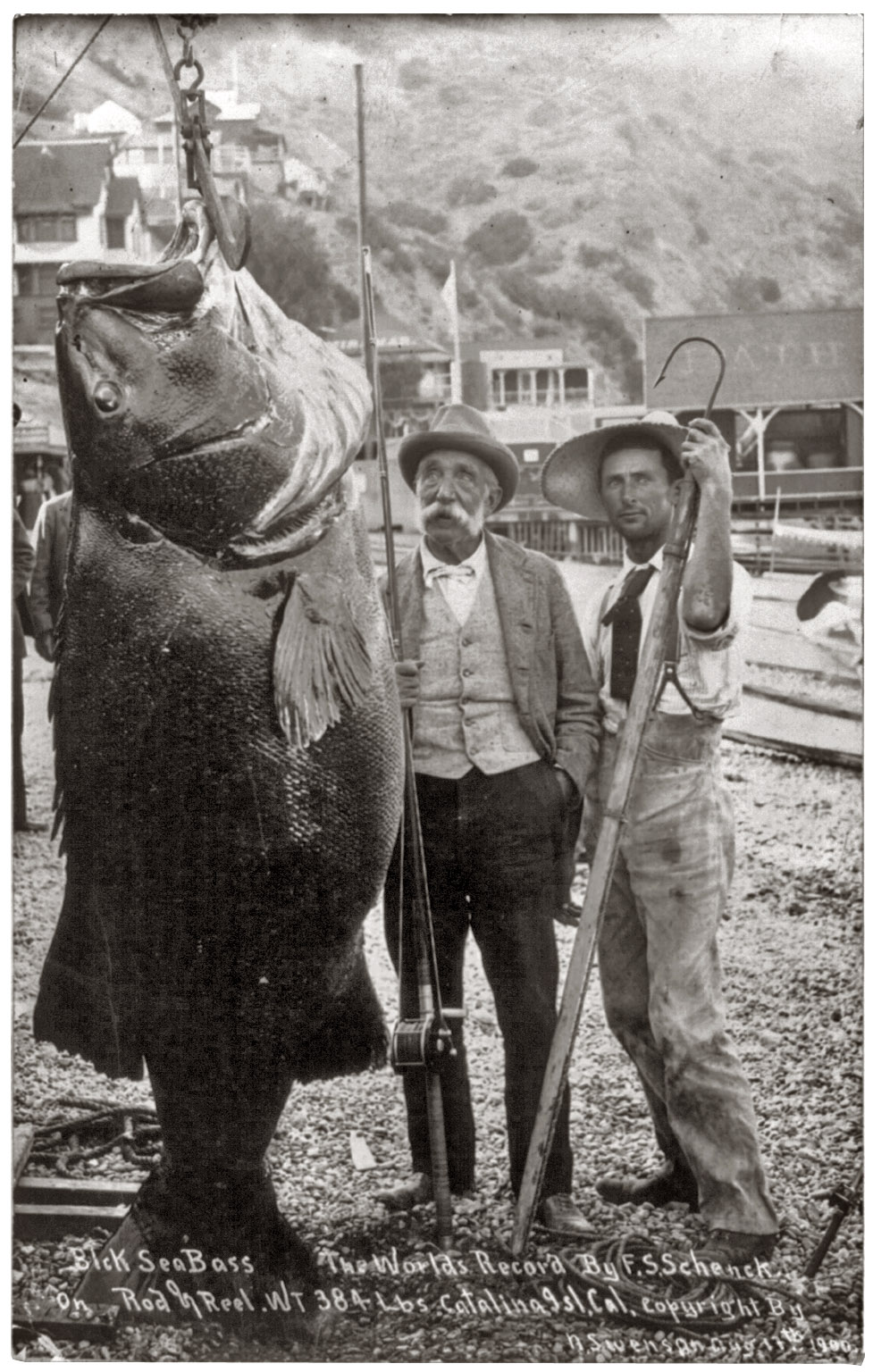 Giant Sea Bass Caught