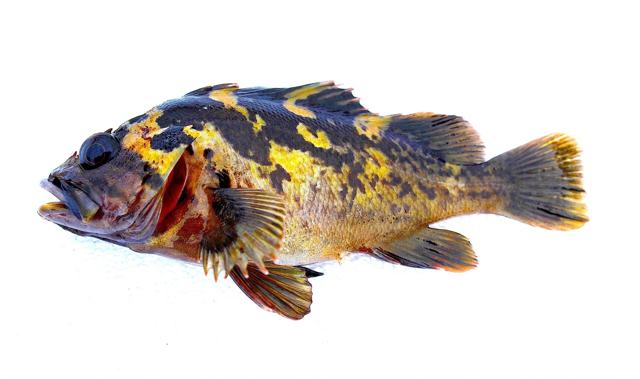 Black & Yellow Rockfish Pier Fishing in California