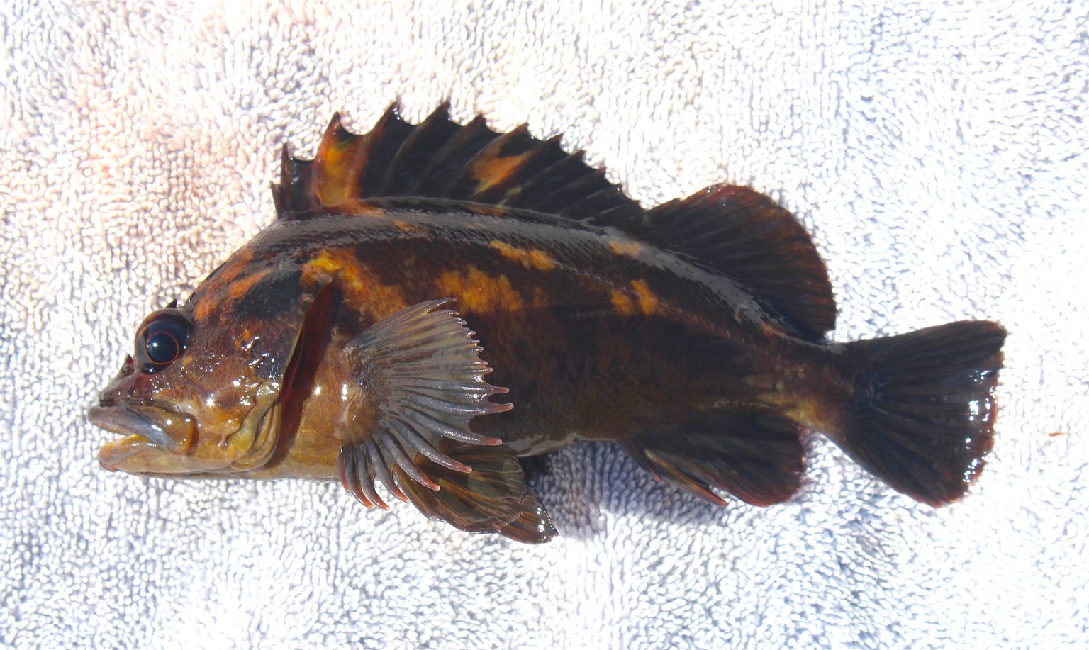 Black & Yellow Rockfish Pier Fishing in California
