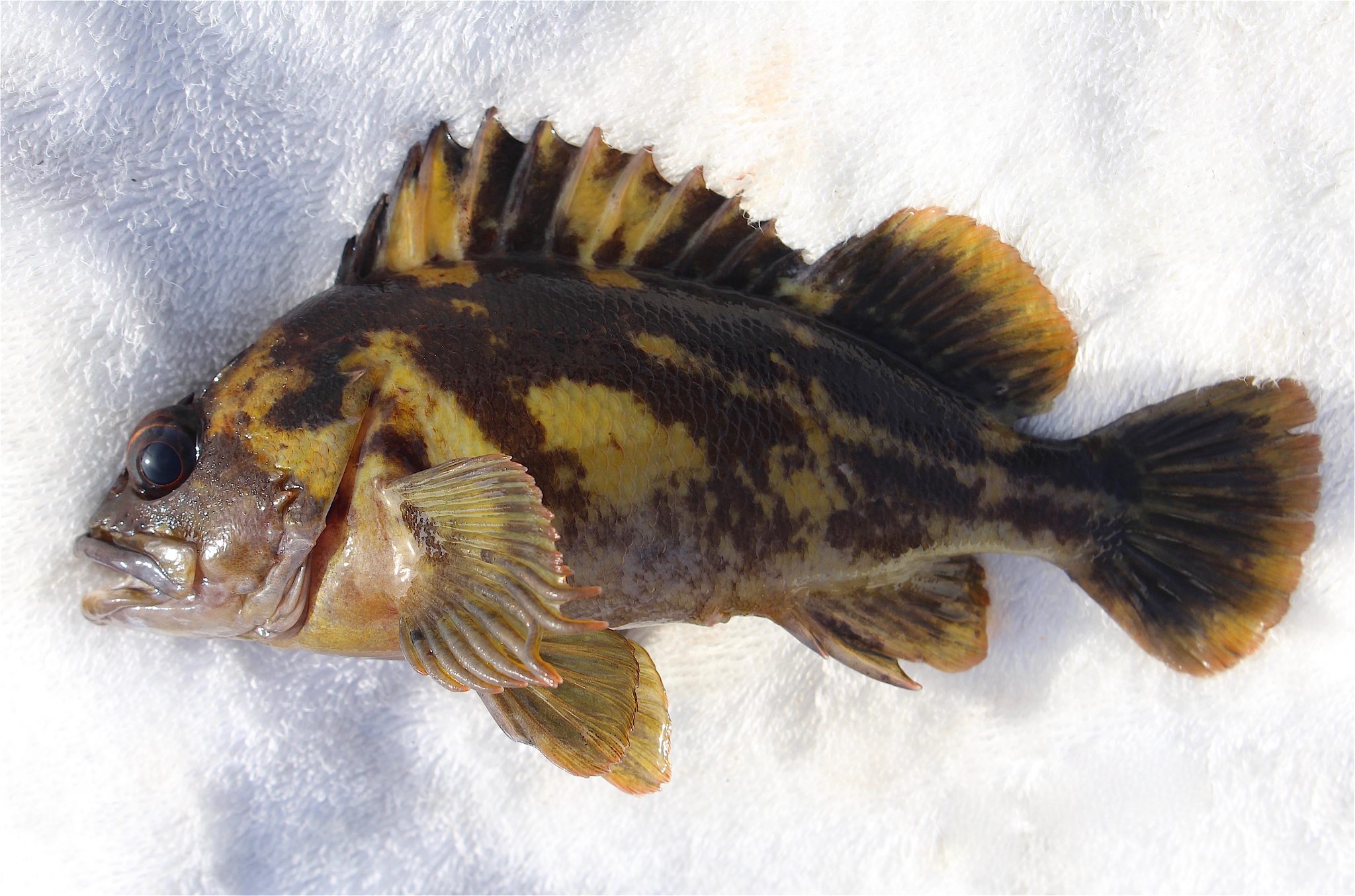 Black & Yellow Rockfish Pier Fishing in California