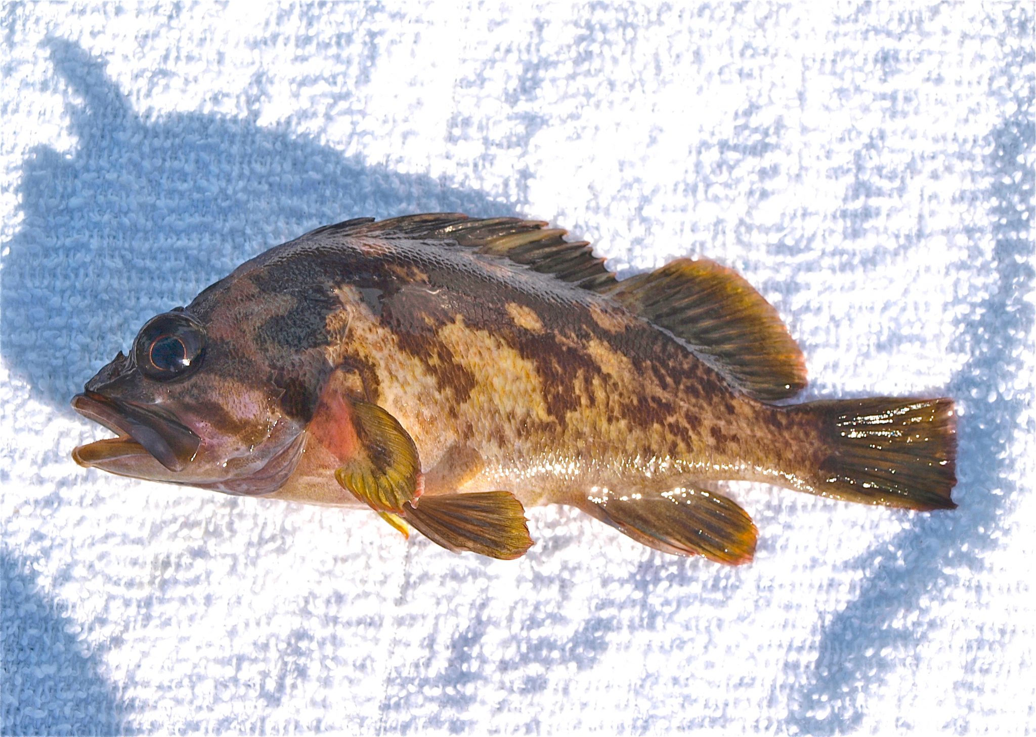 Gopher Rockfish - Pier Fishing in California