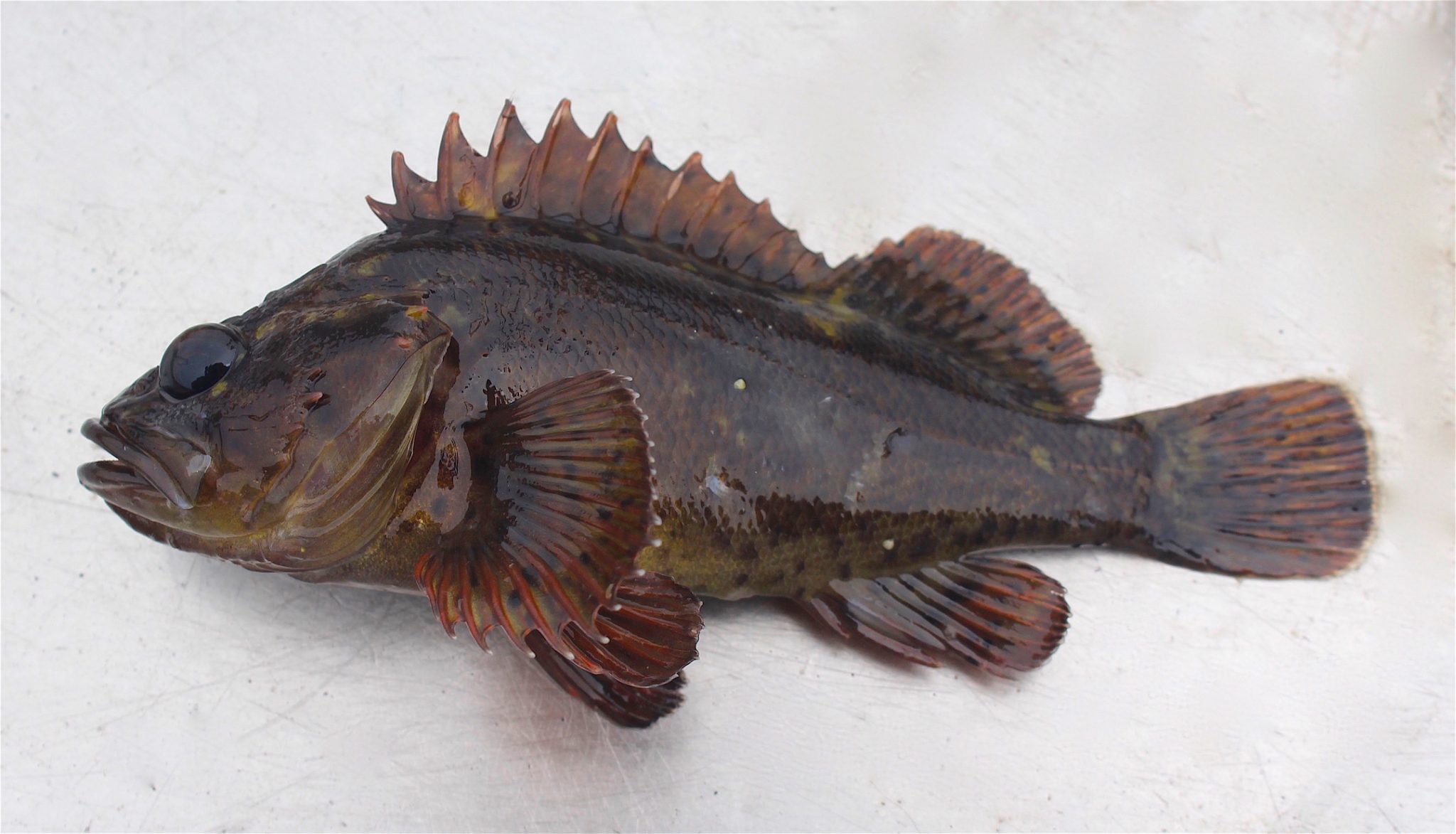 Pillar Point Harbor Pier — Half Moon Bay Pier Fishing in California