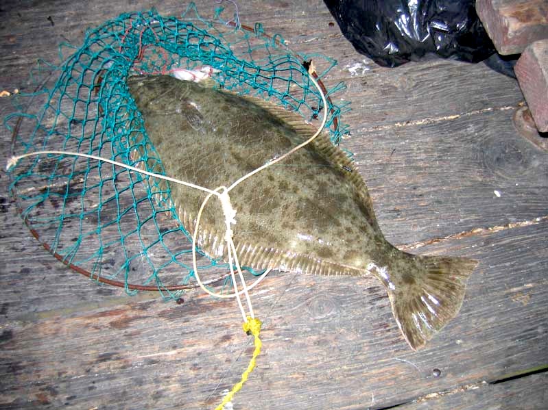 Beach & Pier Fishing Kit – Rite Angler