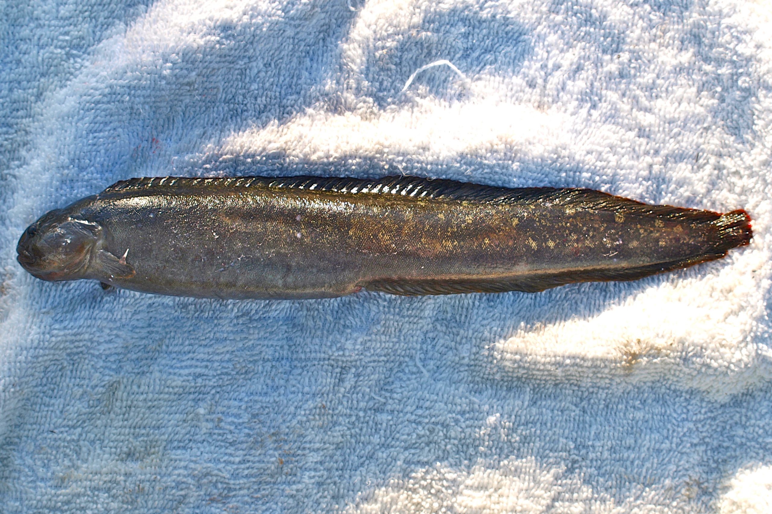 Monkeyface Prickleback - Pier Fishing in California