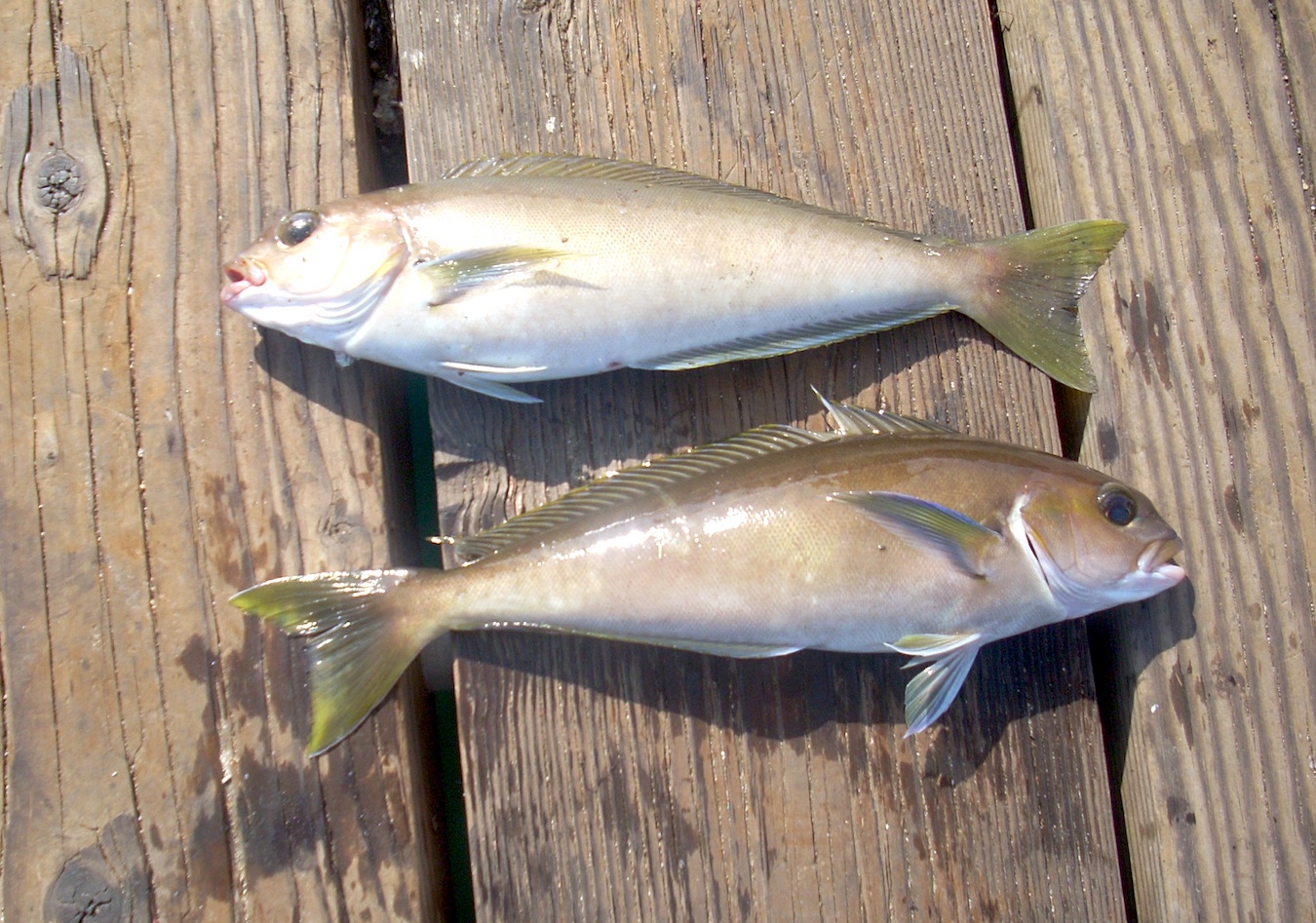 White Fish White Fish