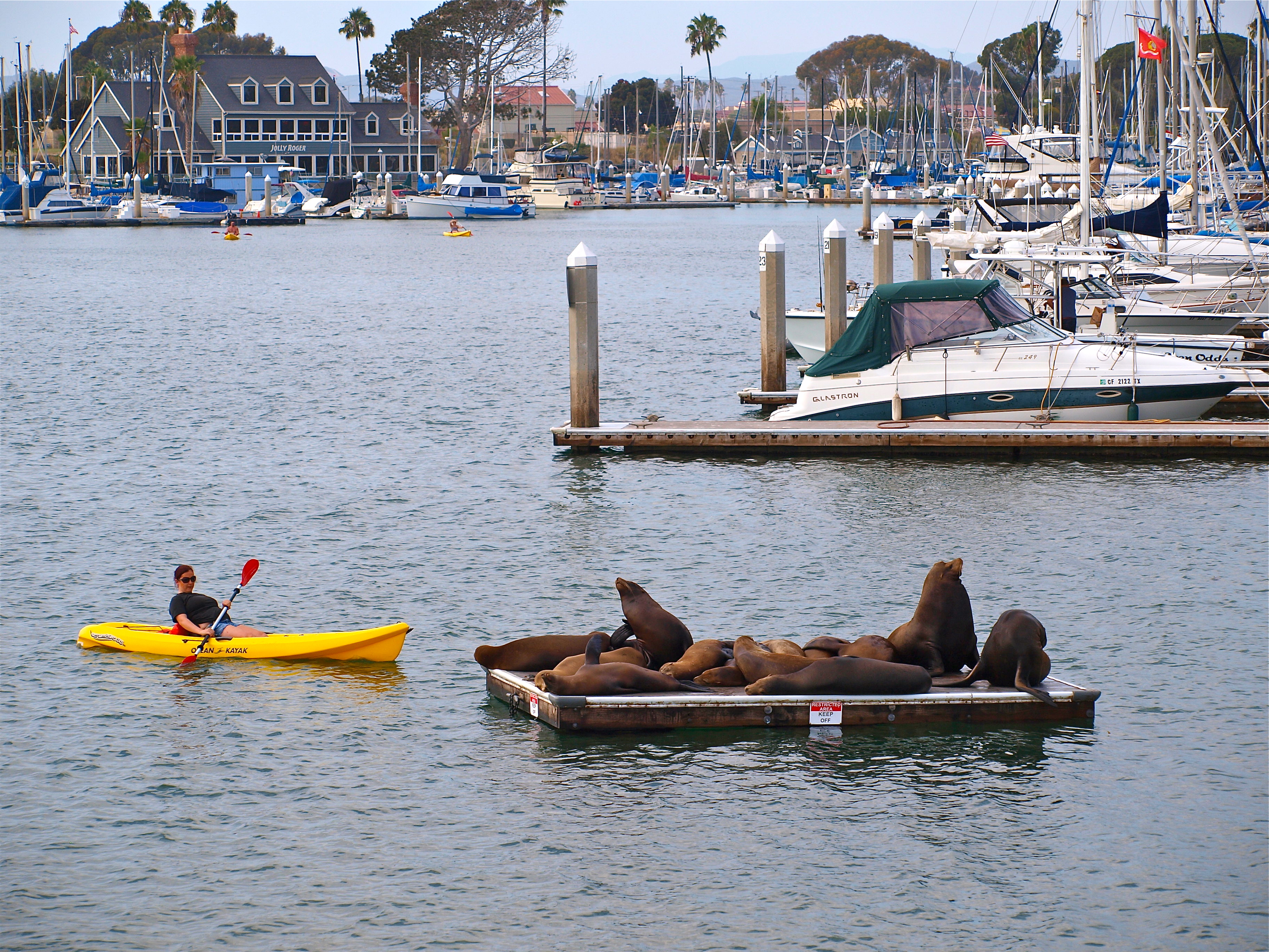 Oceanside Small Craft Harbor Fishing Pier - Pier Fishing in California