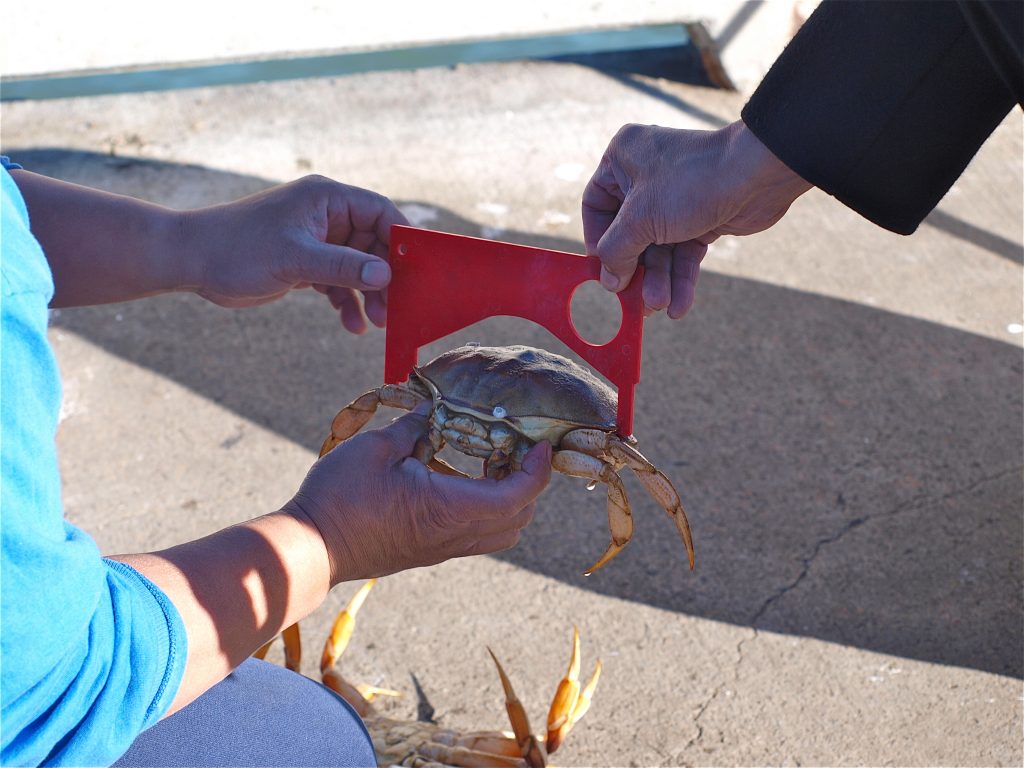 Pacifica Pier Pier Fishing in California