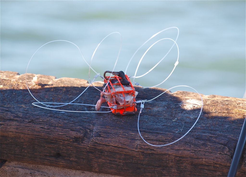 Dungeness Crab Pier Fishing in California