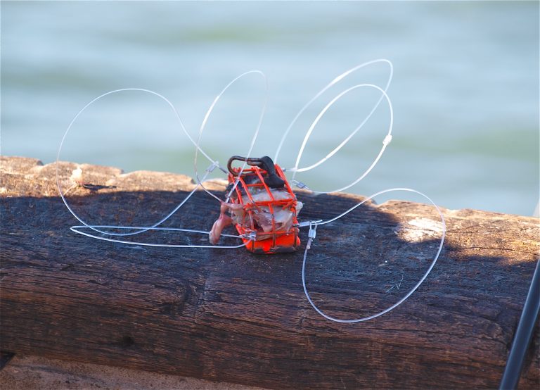 Dungeness Crab Pier Fishing in California